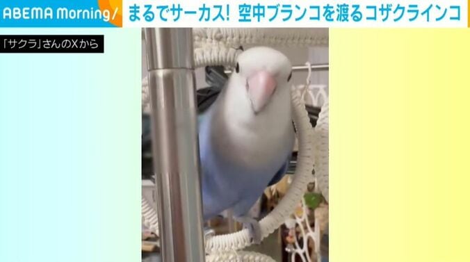 モモくん