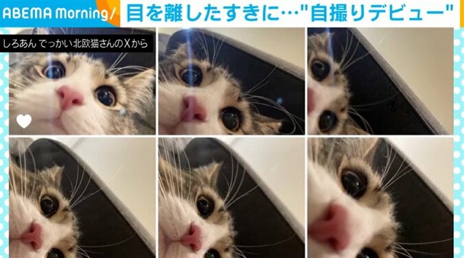 ノルウェージャンフォレストキャットのしろあんちゃん