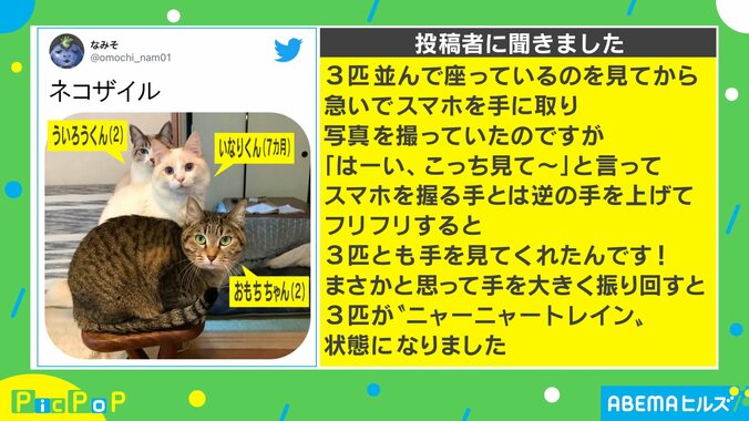 EXILEの人気曲を猫たちが再現!? ”ニャーニャートレイン”がTwitterで話題に「ぜひ、ライブしてほしい」 2枚目