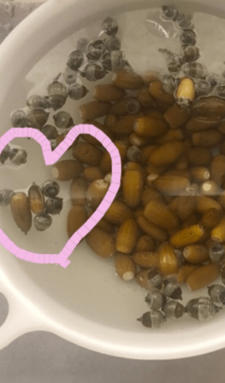 市川海老蔵、妻・麻央さんそっくりのどんぐりを発見 読者から驚きの声相次ぐ「麻央さんやん!」