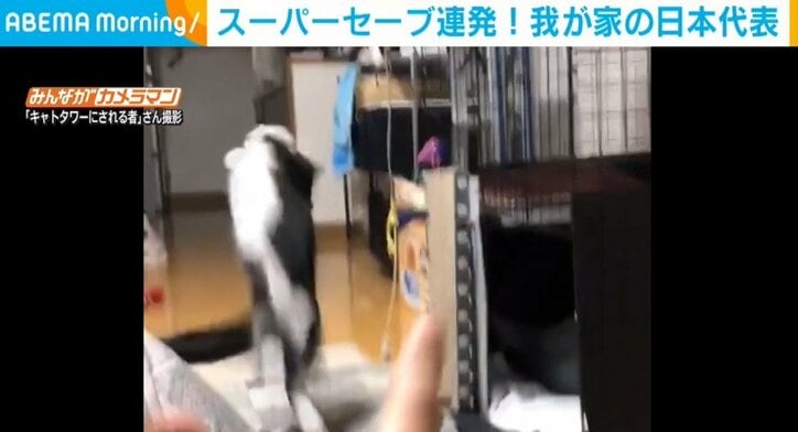 洗濯バサミで“セービング力”を磨き上げた猫 次元の違うスーパーキャッチに「ニャンだその反応速度!?」「GKで出場して！」と反響