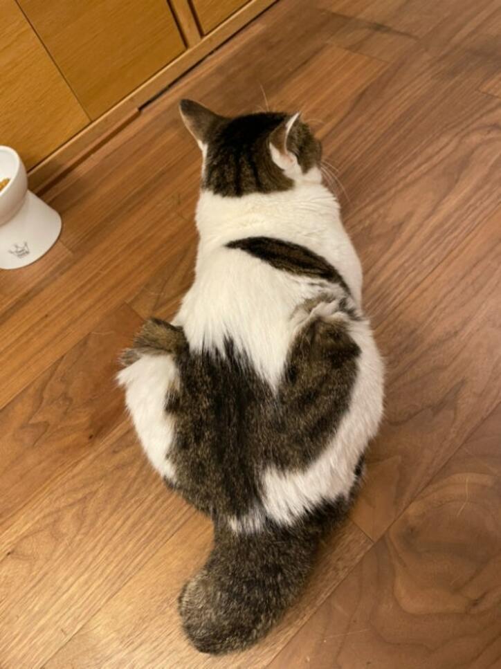  大渕愛子弁護士、病気判明から3か月が経過した愛猫「健気にがんばっている」 