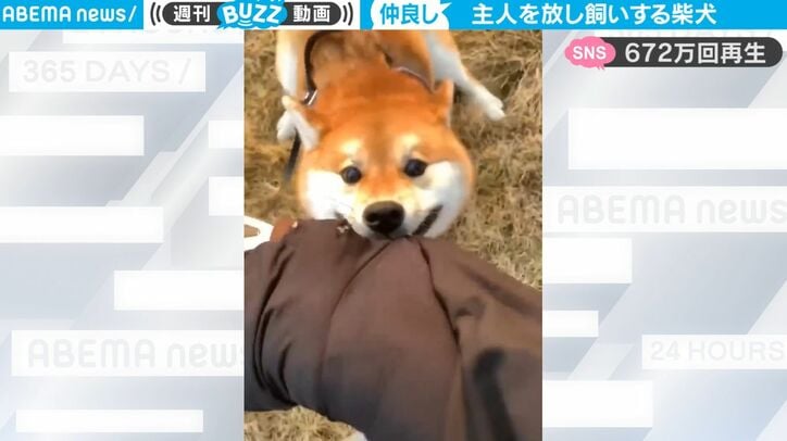 ツッコミ激しすぎ！“漫才コンビ”のような飼い主＆柴犬のじゃれ合いに癒される人続出「この動画マジ400回は見た」