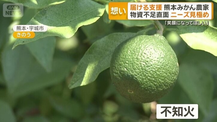 宇城市で栽培が盛んな「不知火」