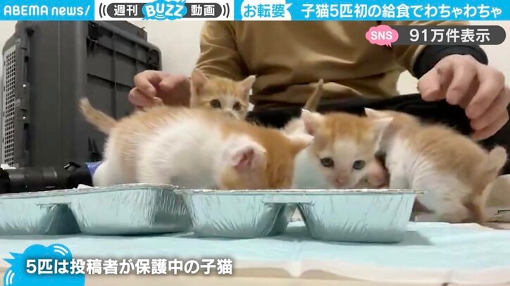 5匹の子猫