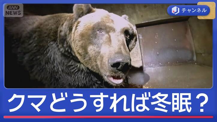 どうすればクマは冬眠する？　飼育施設に聞いた冬眠のさせ方のコツ