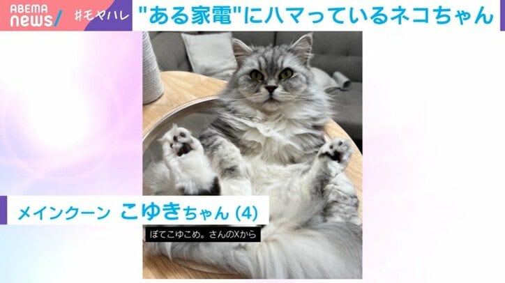 猫のこゆきちゃん