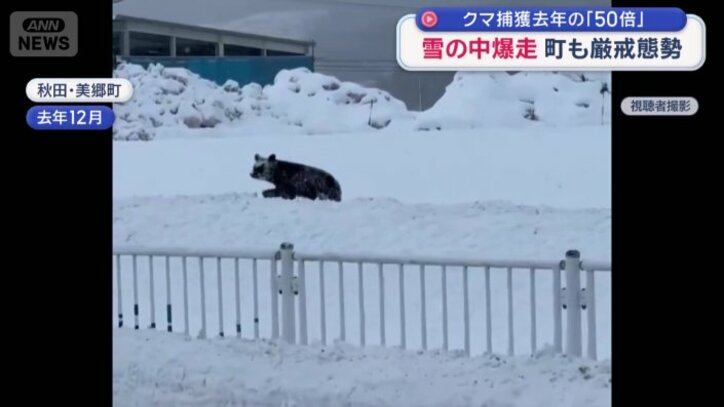 雪が降るなかを歩くクマ