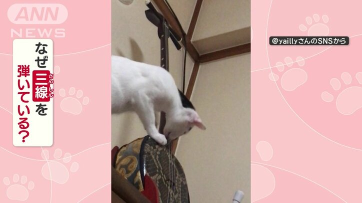 なぜ三線を弾いている?