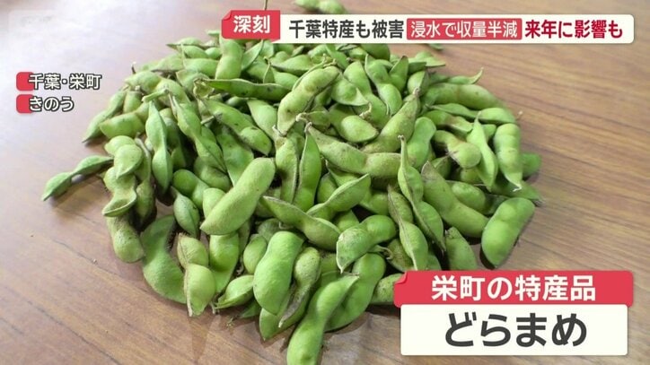 栄町の特産品「どらまめ」