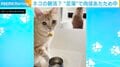 猫の毎朝欠かさない“意外なルーティン”に「ぱちゃぱちゃして可愛い」「健康的!」など反響続々