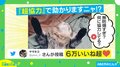 飼い主を信頼してのポーズ？ ブラッシングに協力的な猫に「気持ちよさそう」「お利口さん」の声