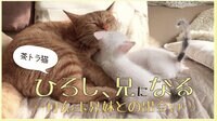 茶トラ猫ひろし、兄になる　～けん玉兄妹との出会い～ | AbemaTV