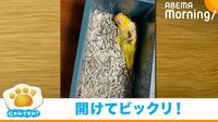 【映像】鳥であること忘れてる? 衝撃的な寝相のインコ