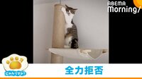 【映像】ついに腰まで持ち上げて全力拒否する子猫