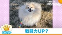 強風にあおられ戦闘力高めに“変貌”するポメラニアン 隠しきれない可愛さに悶絶