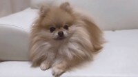 【映像】「人間が拾う」のを笑顔で待つポメ