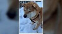 【映像】雪中の散歩に出た柴犬が後悔 共感を生む“面白リアクション”