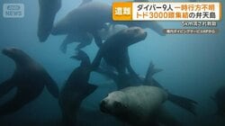 トドウォッチングのダイバー9人が一時行方不明　北海道・弁天島付近　5キロ先で救助