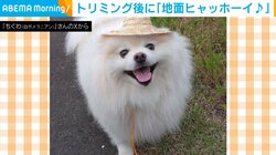 トリミングを終えたポメ 帰宅後に飼い主を“絶望”させた無邪気な行動に「悲し過ぎる…」「重罪w」と反響