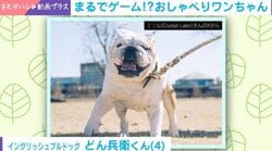 リアルどうぶつの森？喋るブルドッグに11万いいねの反響「想像の100倍w」「誰か字幕つけてあげて」