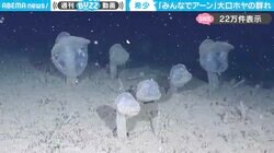 「みんなでアーン」半透明の深海生物の群れが、揃って“大口を開ける様子”に「笑ってるように見える」「深海の合唱隊ですね」と反響