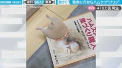 小さなお尻をフリフリ…必死に脱出を試みるハムスターの可愛すぎる“ハムケツ”