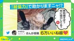 飼い主を信頼してのポーズ？ ブラッシングに協力的な猫に「気持ちよさそう」「お利口さん」の声