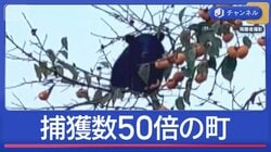 クマの捕獲数「50倍」　厳戒態勢の町