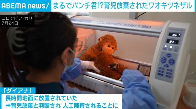ワオキツネザルの赤ちゃん「ダイアナ」
