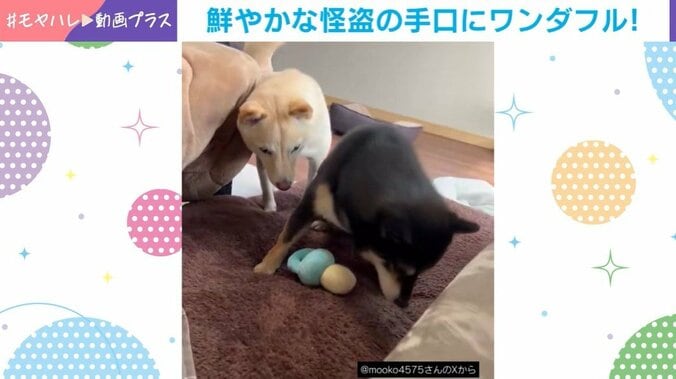 豆柴