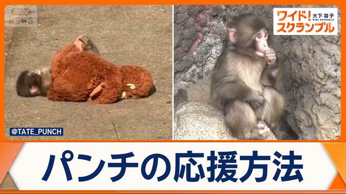 ニホンザルの「パンチ」 人気に乗じ詐欺横行 広がる応援の輪…サポーターズガイド公開 1枚目