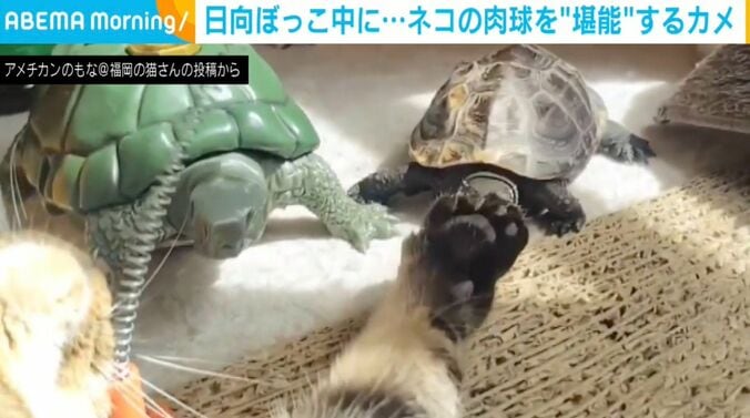 カメの軍曹くんとネコの小雪ちゃん