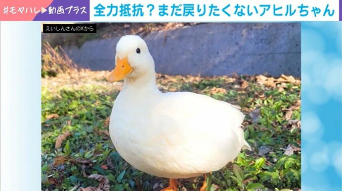 アヒルの照鞠ちゃん