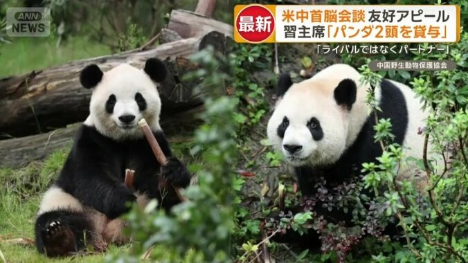 「友好の使者」ジャイアントパンダ