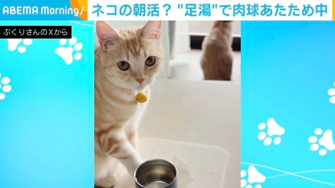 猫のポッケくん