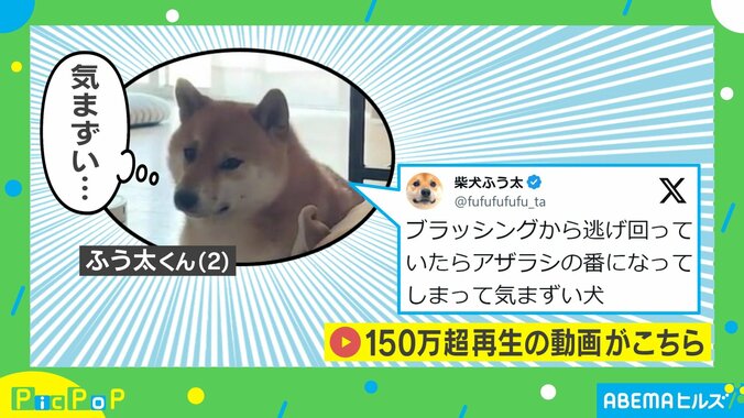 やきもち？心配？ 複雑な表情で飼い主をチラ見する柴犬に「メチャメチャ気にしてる」「こっち見てるの可愛い」の声 1枚目