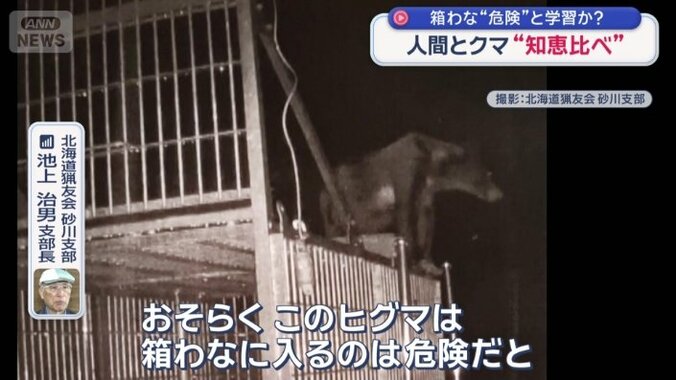 箱わなの上にはヒグマ