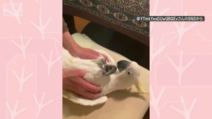 飼い主とは仲良し