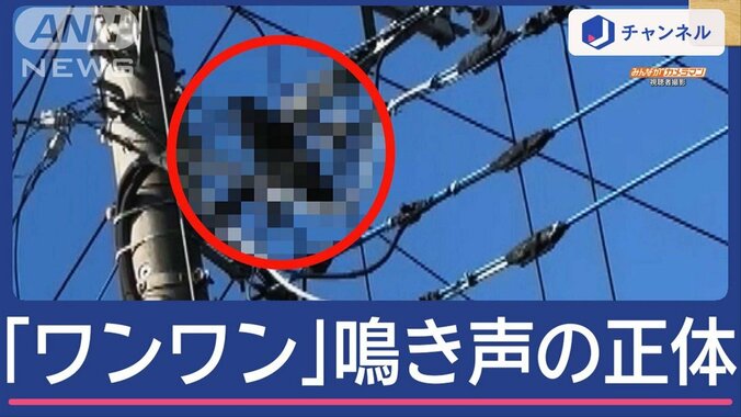 「ワンワン」犬の鳴き声と思ったら…そこにいたのは？撮影者も驚愕 1枚目