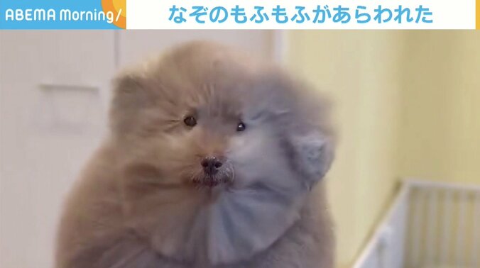 トイプードルのちろるちゃん