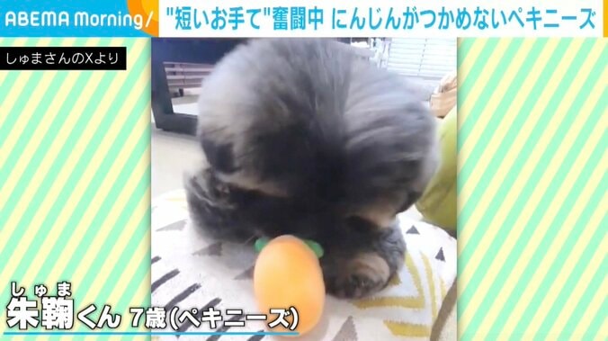 ペキニーズのしゅまくん