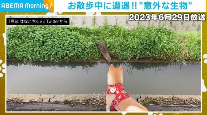 豆柴のはなこちゃん