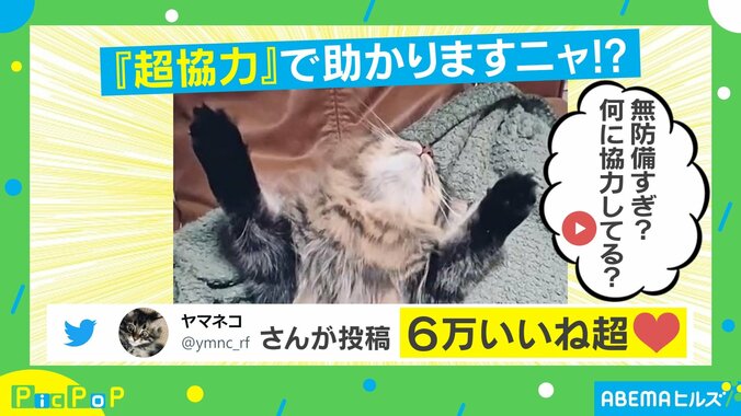 飼い主を信頼してのポーズ？ ブラッシングに協力的な猫に「気持ちよさそう」「お利口さん」の声 1枚目