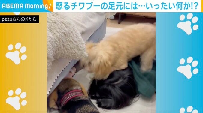 チワプーの茶々ちゃん