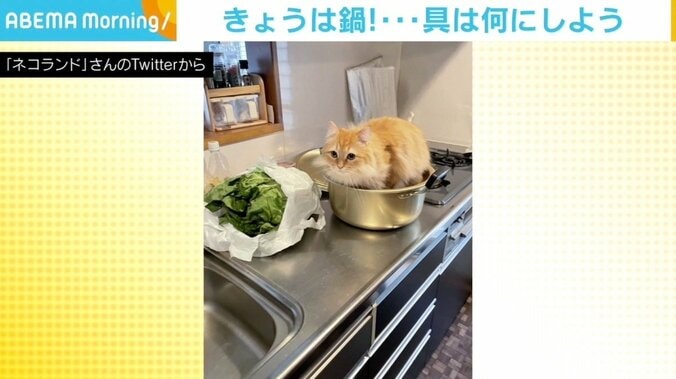 夕飯は鍋、しかし「不安しかない」…鍋に入り込んだ猫に“心配”の声 1枚目