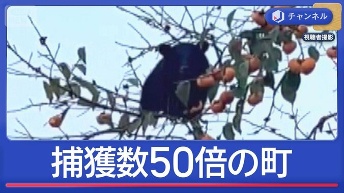 クマの捕獲数「50倍」　厳戒態勢の町 1枚目
