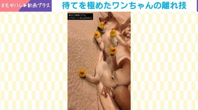 柴犬のコウちゃん