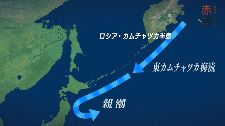 北海道の最高級ブランド「昆布森のウニ」が赤潮で窮地に…“ウニ一筋50年”の漁師の嘆き