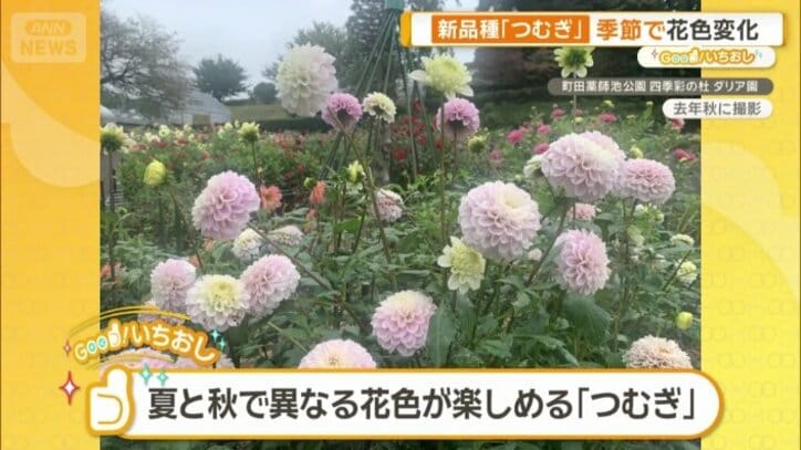 季節によって異なる花の色が楽しめる